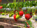 شرکت دانشجویان انجمن گیاهان دارویی در برنامه کشت هیدروپونیک توت فرنگی در دانشکده کشاورزی دماوند